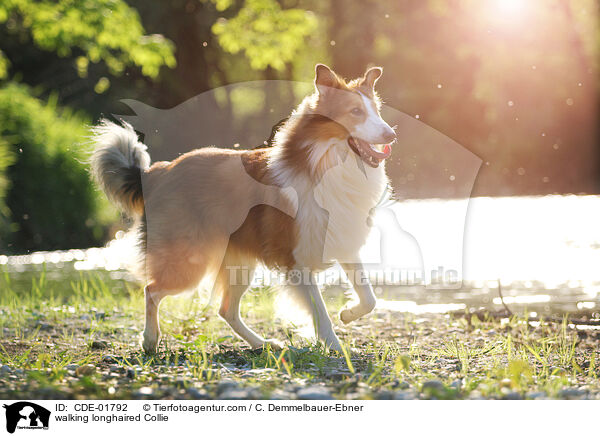 laufender Langhaarcollie / walking longhaired Collie / CDE-01792