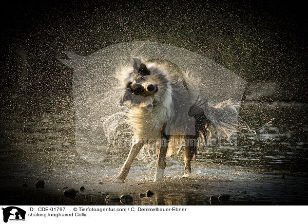 Langhaarcollie schttelt sich / shaking longhaired Collie / CDE-01797