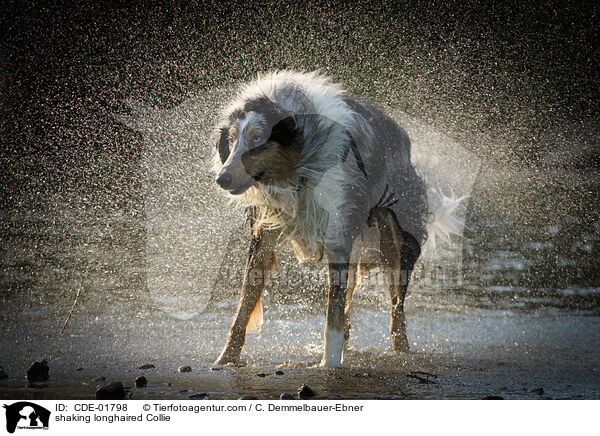 Langhaarcollie schttelt sich / shaking longhaired Collie / CDE-01798