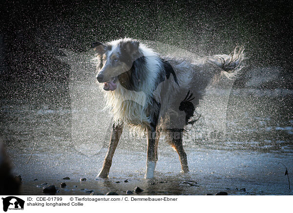 Langhaarcollie schttelt sich / shaking longhaired Collie / CDE-01799