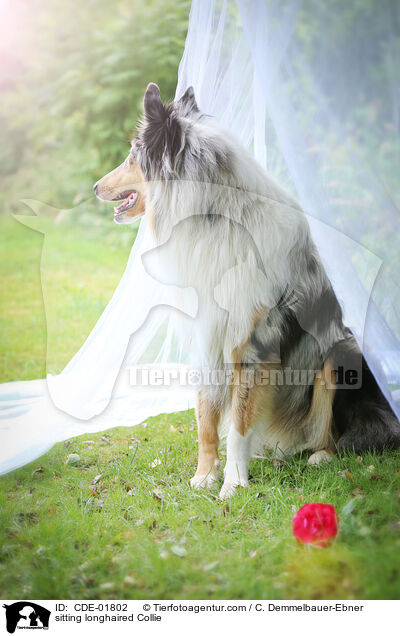 sitzender Langhaarcollie / sitting longhaired Collie / CDE-01802