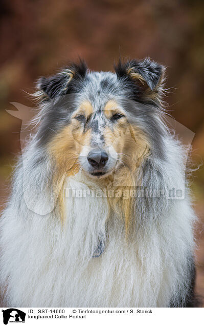 Langhaarcollie Portrait / longhaired Collie Portrait / SST-14660