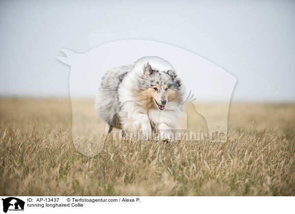 rennender Langhaarcollie / running longhaired Collie / AP-13437