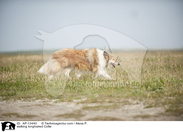 laufender Langhaarcollie / walking longhaired Collie / AP-13440