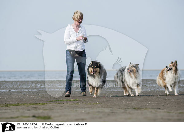 Frau und Langhaarcollies / woman and longhaired Collies / AP-13474