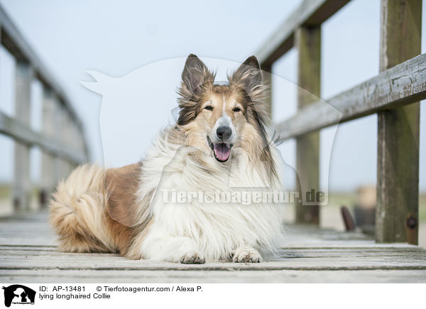 lying longhaired Collie / AP-13481