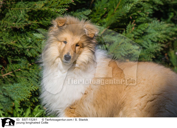junger Langhaarcollie / young longhaired Collie / SST-15281