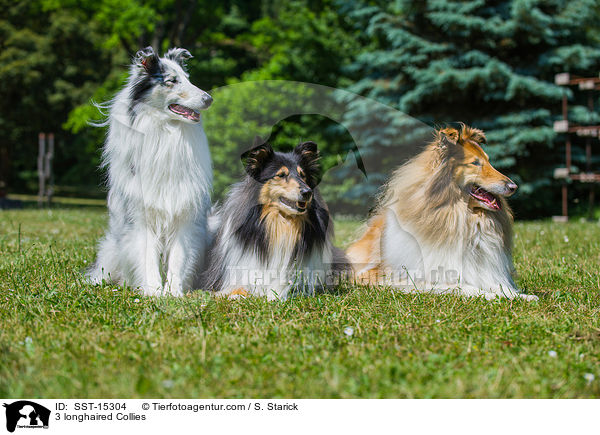 3 Langhaarcollies / 3 longhaired Collies / SST-15304