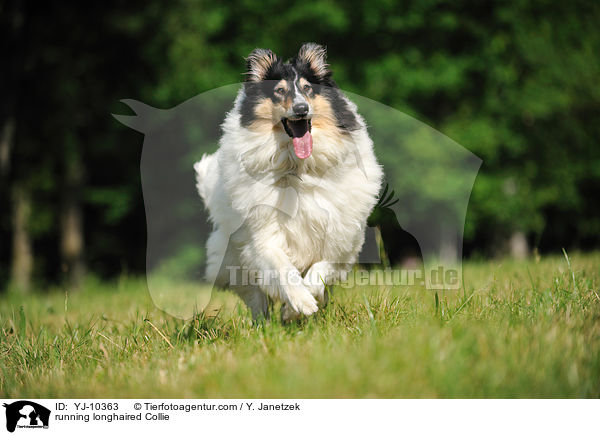 running longhaired Collie / YJ-10363