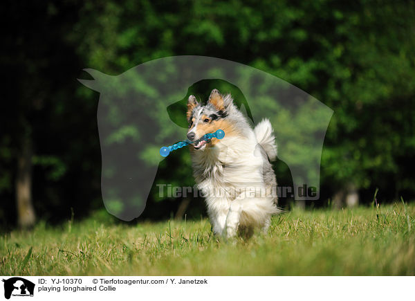 spielender Langhaarcollie / playing longhaired Collie / YJ-10370