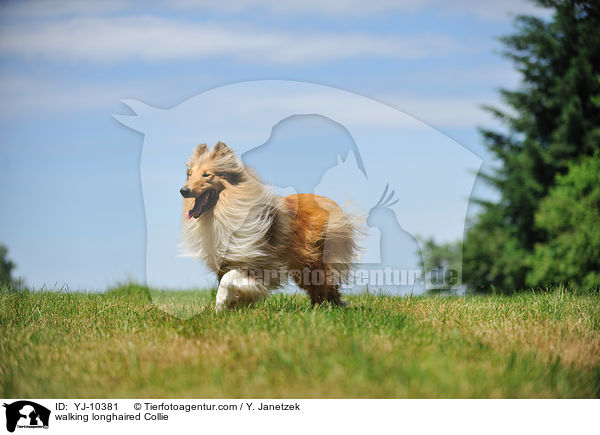 laufender Langhaarcollie / walking longhaired Collie / YJ-10381