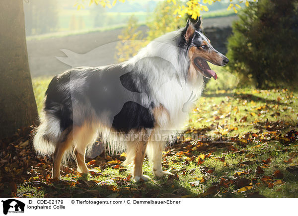 Langhaarcollie / longhaired Collie / CDE-02179