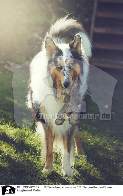 Langhaarcollie / longhaired Collie / CDE-02182