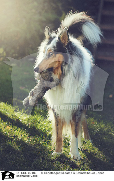 Langhaarcollie / longhaired Collie / CDE-02183