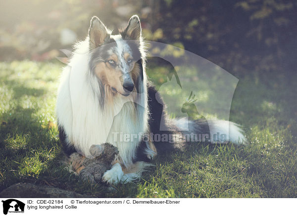 liegender Langhaarcollie / lying longhaired Collie / CDE-02184