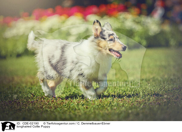 Langhaarcollie Welpe / longhaired Collie Puppy / CDE-02190