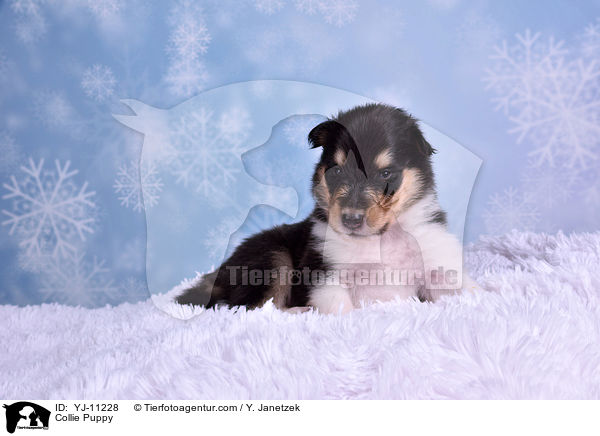 Collie Welpe / Collie Puppy / YJ-11228