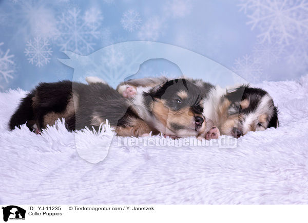 Collie Welpen / Collie Puppies / YJ-11235