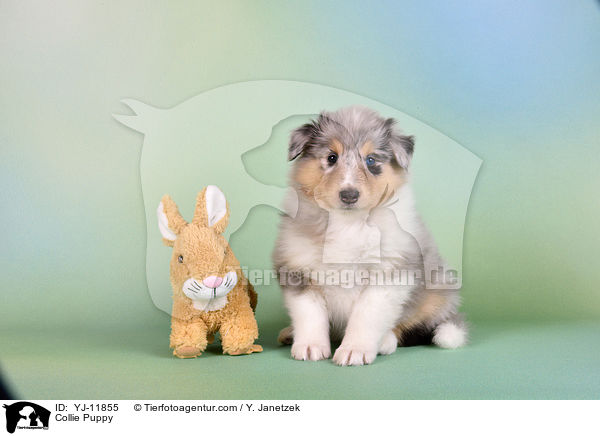 Collie Welpe / Collie Puppy / YJ-11855