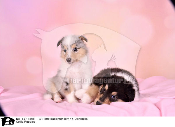 Collie Welpen / Collie Puppies / YJ-11866