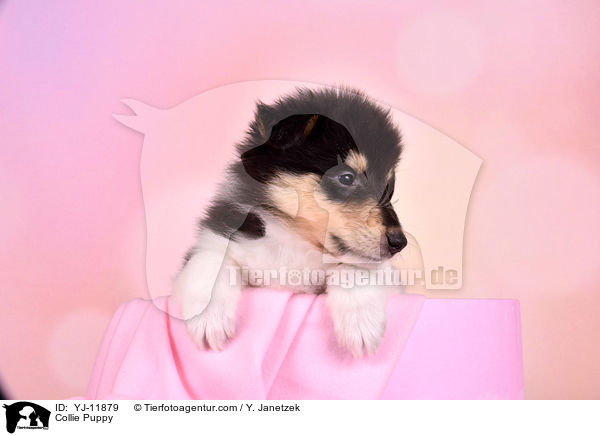 Collie Welpe / Collie Puppy / YJ-11879