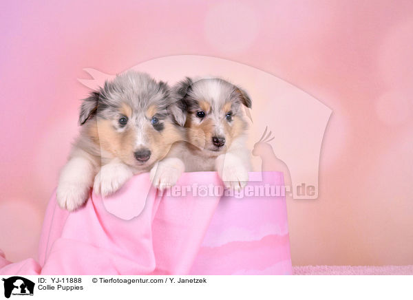 Collie Welpen / Collie Puppies / YJ-11888