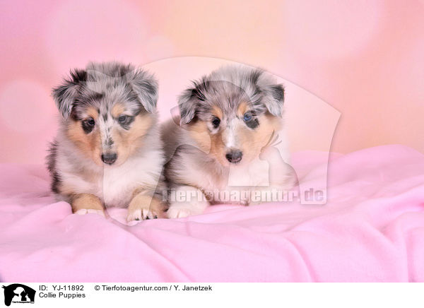 Collie Welpen / Collie Puppies / YJ-11892