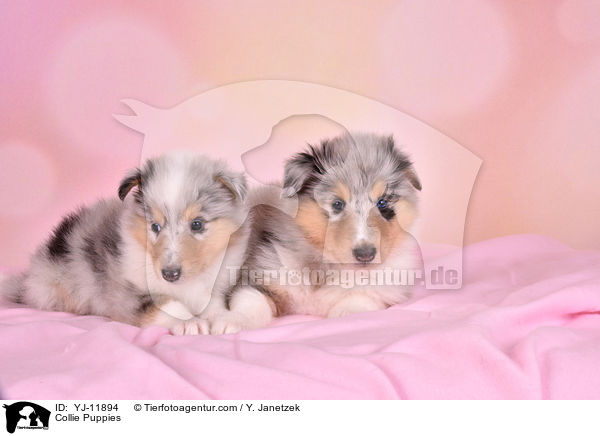 Collie Welpen / Collie Puppies / YJ-11894