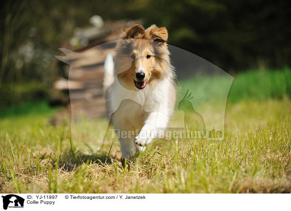 Collie Welpe / Collie Puppy / YJ-11897