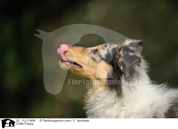 Collie Welpe / Collie Puppy / YJ-11909