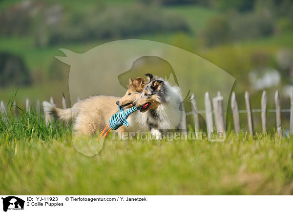 2 Collie Welpen / 2 Collie Puppies / YJ-11923