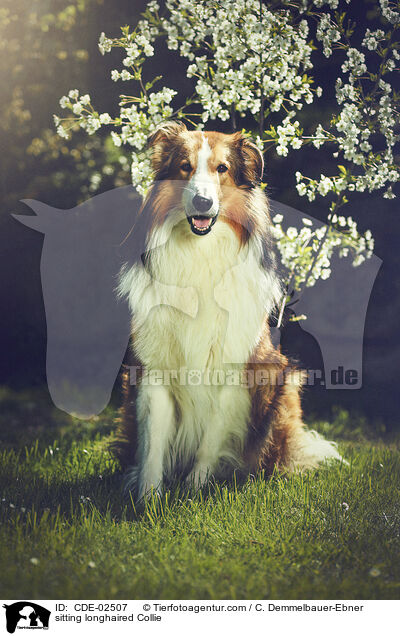 sitzender Langhaarcollie / sitting longhaired Collie / CDE-02507