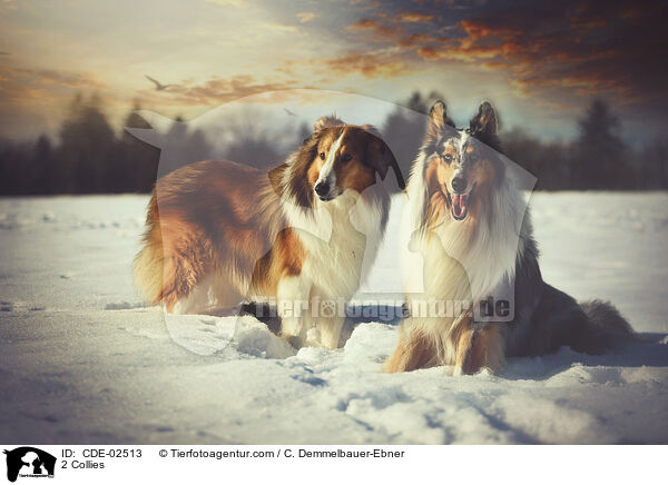 2 Collies / 2 Collies / CDE-02513