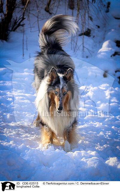 Langhaarcollie / longhaired Collie / CDE-02515