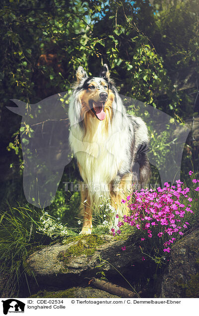 Langhaarcollie / longhaired Collie / CDE-02534