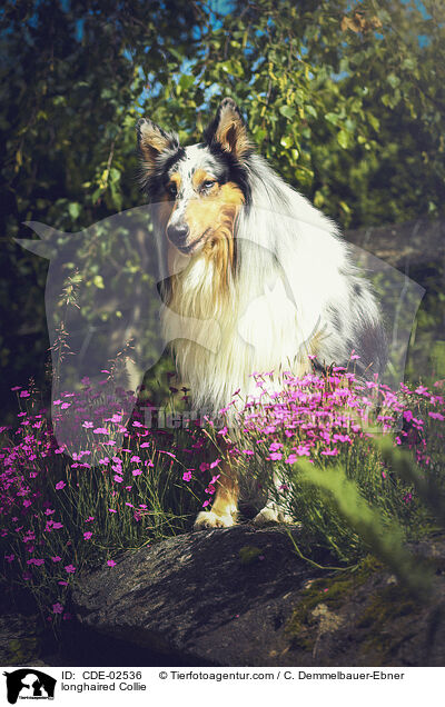 Langhaarcollie / longhaired Collie / CDE-02536