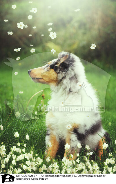 Langhaarcollie Welpe / longhaired Collie Puppy / CDE-02537