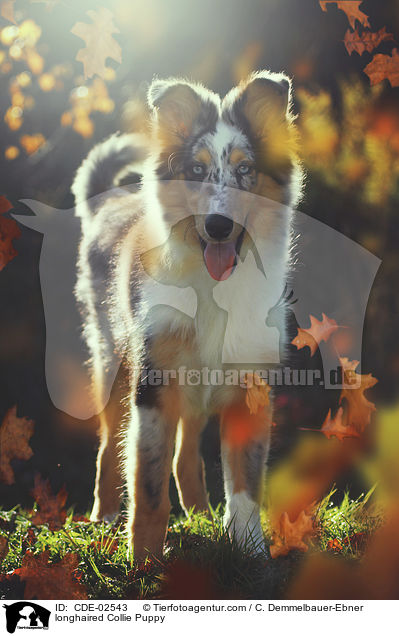 Langhaarcollie Welpe / longhaired Collie Puppy / CDE-02543