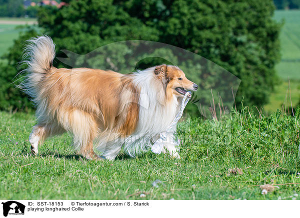 spielender Langhaarcollie / playing longhaired Collie / SST-18153