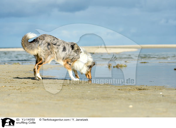 schnuppernder Collie / snuffling Collie / YJ-14050