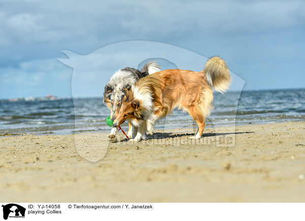 spielende Collies / playing Collies / YJ-14058