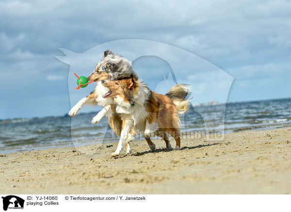spielende Collies / playing Collies / YJ-14060