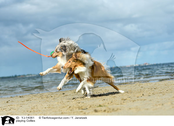 spielende Collies / playing Collies / YJ-14061