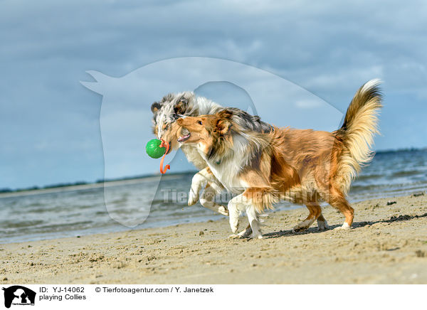 spielende Collies / playing Collies / YJ-14062