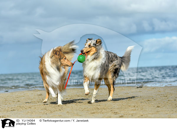 spielende Collies / playing Collies / YJ-14064