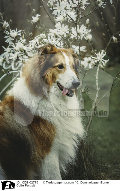 Collie Portrait / Collie Portrait / CDE-02779