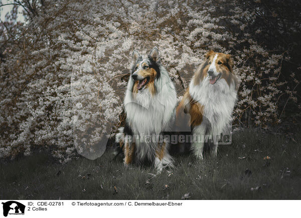 2 Collies / 2 Collies / CDE-02781