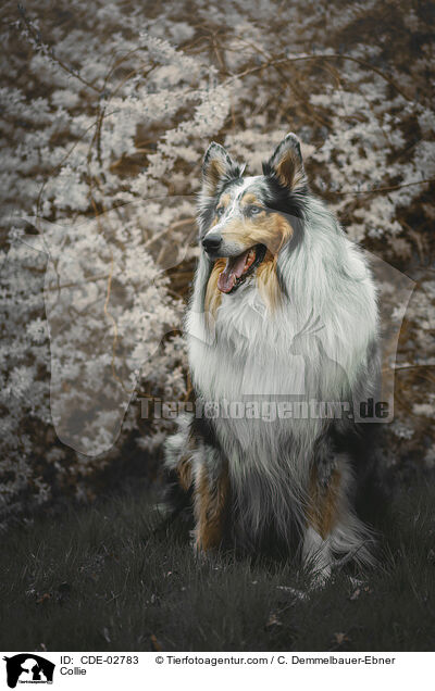 Collie / Collie / CDE-02783