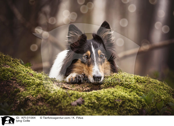 liegender Collie / lying Collie / KFI-01064