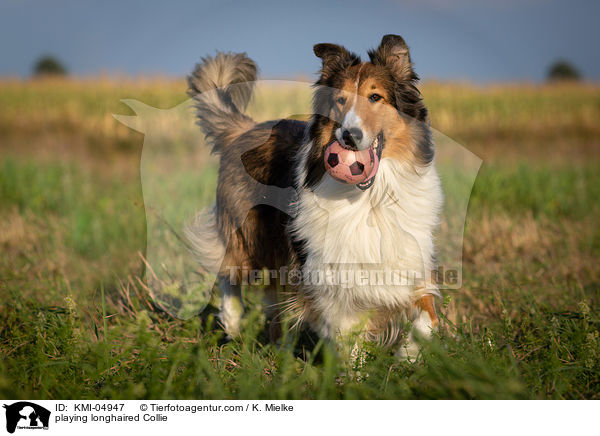 spielender Langhaarcollie / playing longhaired Collie / KMI-04947